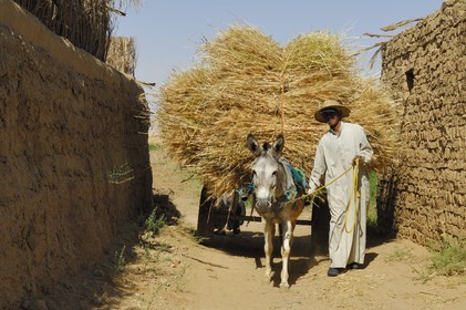 Egypte, désert libyque, oasis de Dakhla, travaux des champs