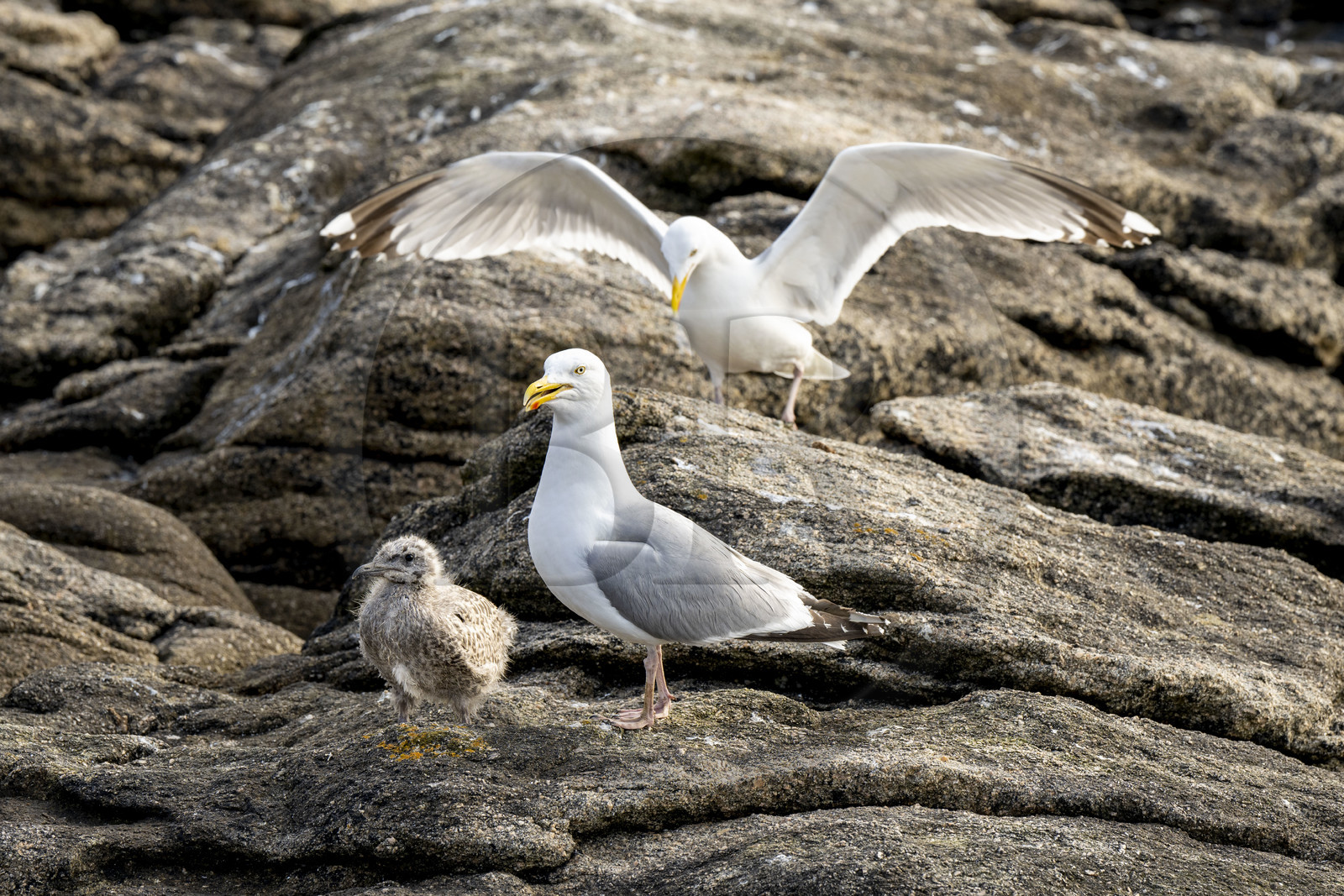 France, Finistère (29), Pays des Abers, Ile Vierge dans l'archipel de Lilia, de très nombreux goélands peuple l'île en période de nidification