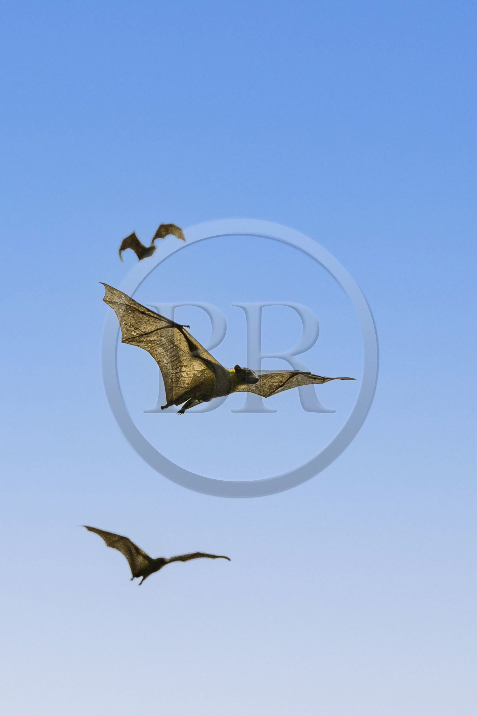 Rwanda, Province de l’Ouest, Karongi (anciennement nommée Kibuye), lac Kivu, Ile Napoléon ou Tembabagoyi, Roussette paillée africaine ou Roussette des palmiers africaine ou Roussette jaune (Eidolon helvum)