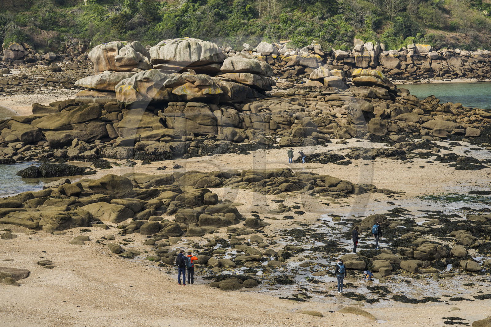 France, Côtes-d'Armor (22), Côte de Granit Rose, Trébeurden, Ile Millau, l'ile est uniquement accessible à pied et à marée basse depuis la pointe du Castel