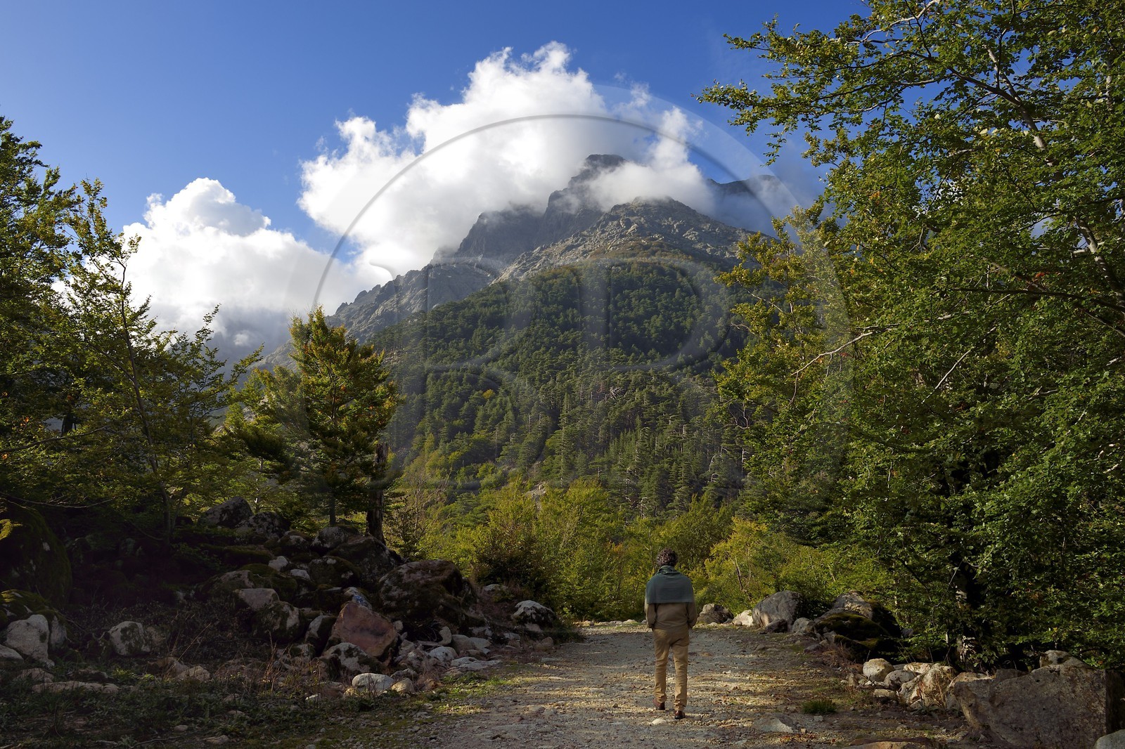 France, Haute-Corse (2B), Vivario, foret de Vizzavona