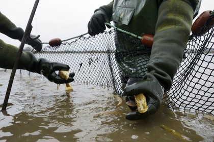 France, Indre, Berry, Parc Naturel Regional de la Brenne (Natural Regional Park of La Brenne), Foucault ponds, draining a fishing pond and hand harvesting of fish in a net, northern pike (Esox lucius)