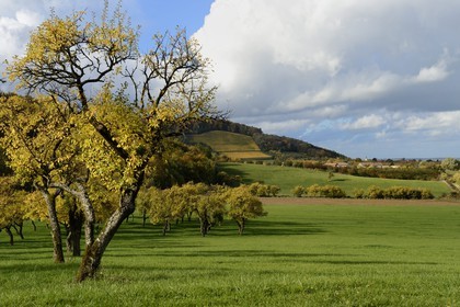France, Meuse, Lorraine Regional Park, Cotes de Meuse, Hattonchatel, cherry-plum trees