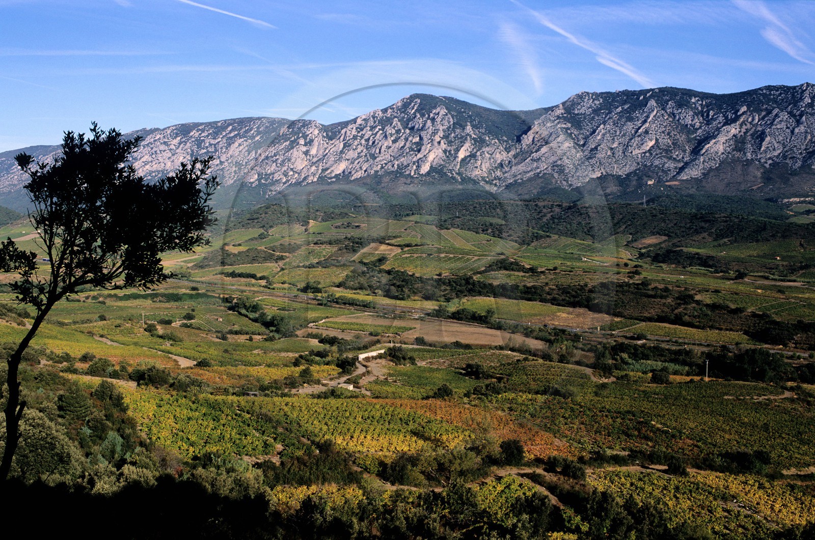 France, Pyrénées-Orientales (66), région des Fenouillèdes, terroir du vin AOC de Maury