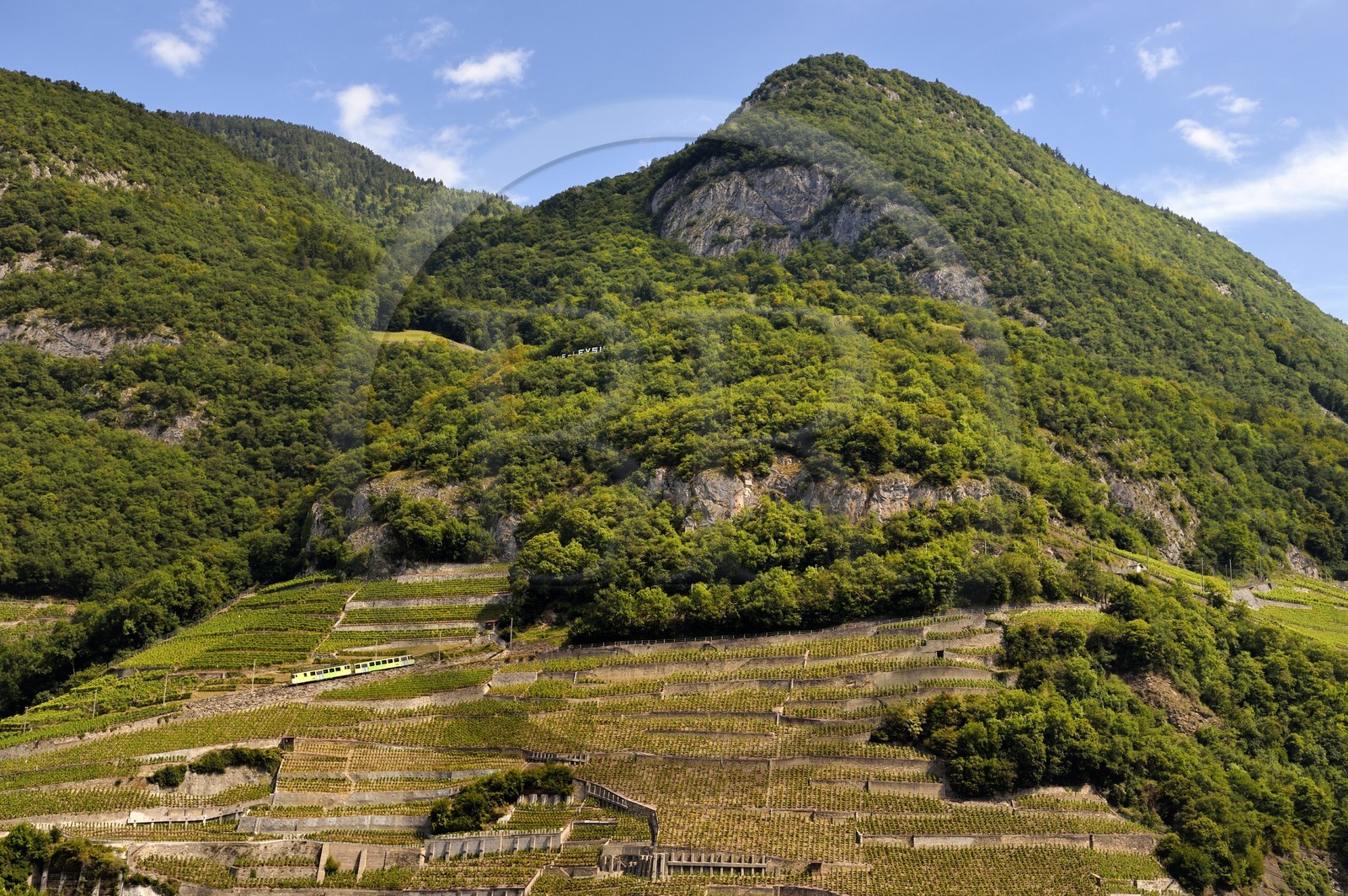 Suisse, Canton de Vaud, Aigle, train régional progressant à flanc de colline et entouré par le vignoble