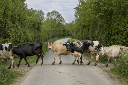 France, Vendée (85), Saint-Mesmin, ferme bio Epicoeur de la Rambaudière, les vaches partent au pré en traversant la route