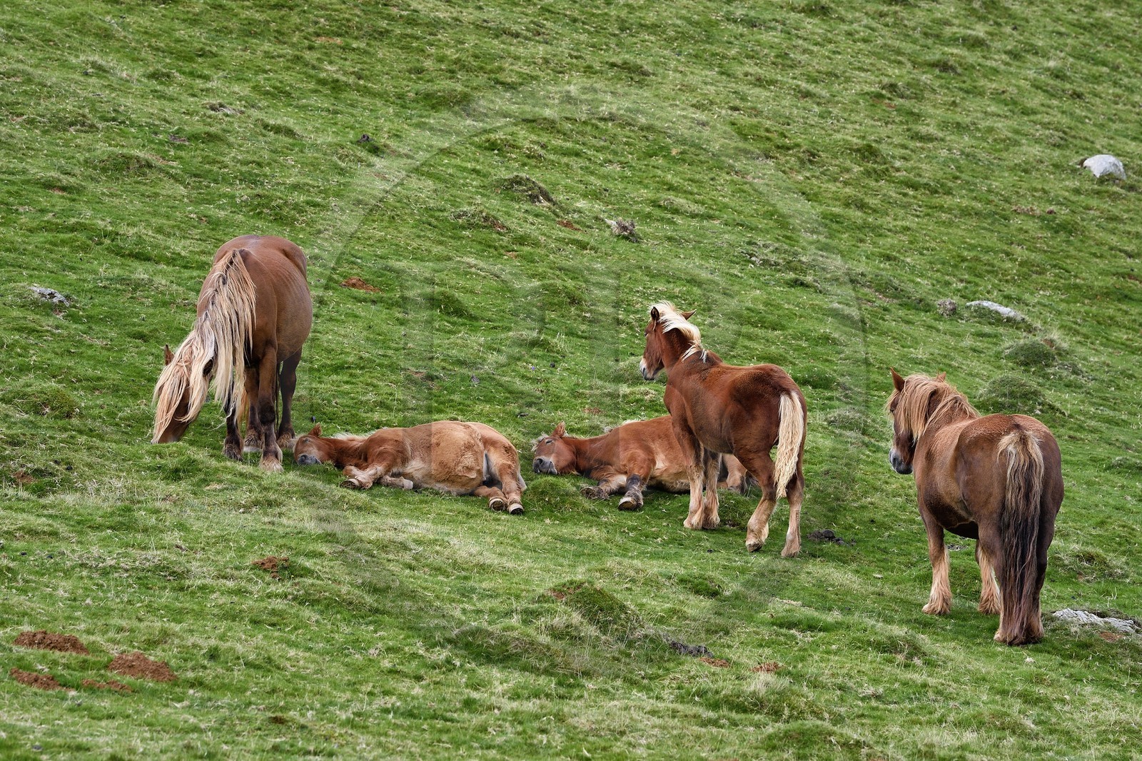 France, Pyrenees Atlantiques, Basque Country, Camino de Santiago (the Way of St. James) on the GR 65 between Saint Jean Pied de Port and Roncesvalles, pottok ponies living mainly in the Pyrenees in the west of the Basque Country