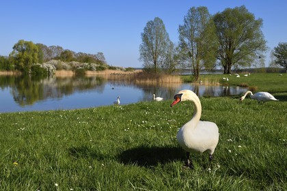 France, Meuse (55), Parc régional de Lorraine, Cotes de Meuse, Heudicourt-sous-les-Côtes, cygnes sur le lac de la Madine