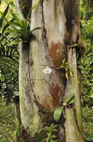 Brésil, Etat du Minas Gerais, région de Belo Horizonte, Brumadinho, centre d'art contemporain Inhotim