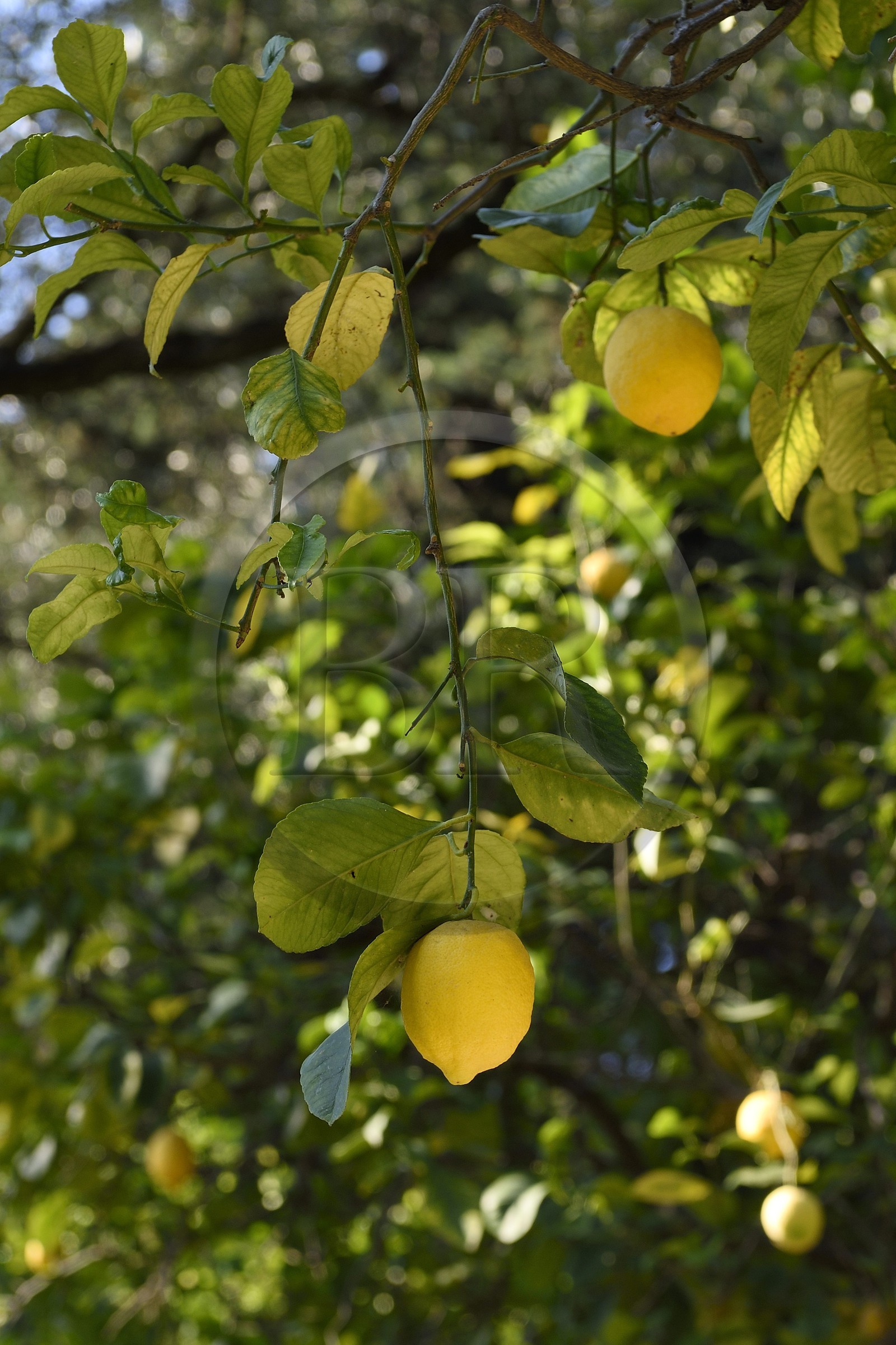 France, Alpes-Maritimes (06), Menton, le domaine de la Citronneraie créé par François Mazet, le Citron de Menton n’est pas ciré et ne subit aucun traitement chimique après la récolte