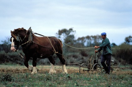 France, Morbihan (56), Belle-Ile, René Thomas, un des derniers agriculteur utilisant un cheval