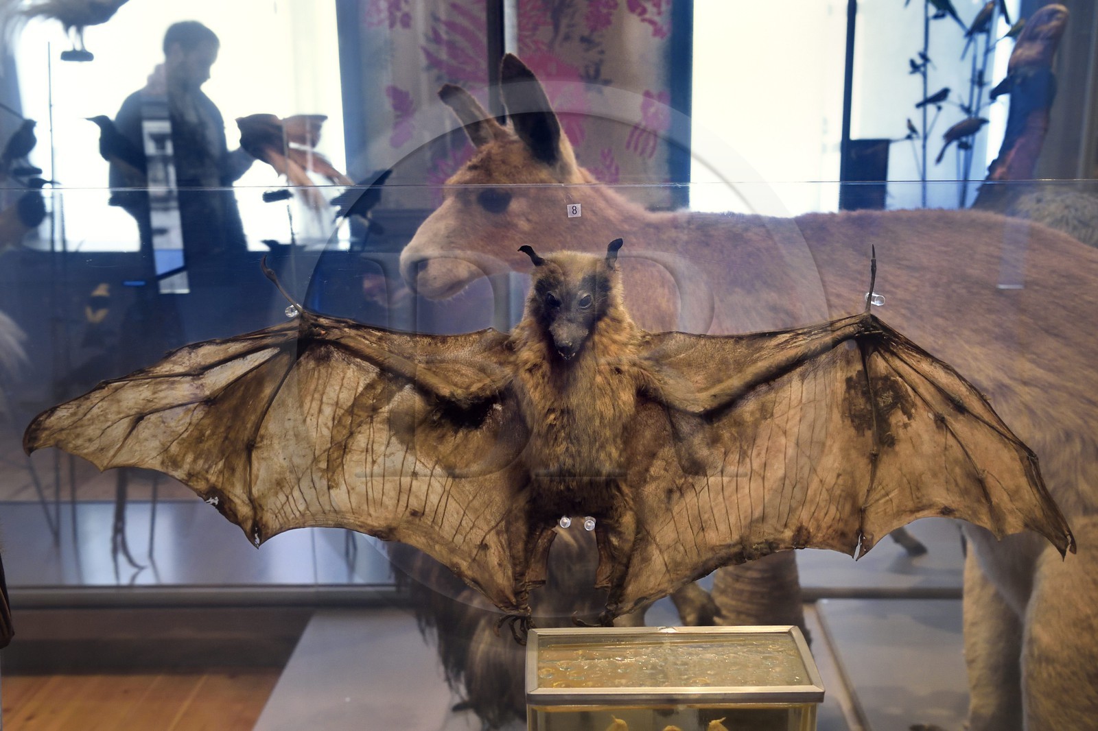 France, Charente-Maritime (17), La Rochelle, le Muséum d'histoire naturelle (muséum Lafaille), galerie de zoologie, salle des voyageurs naturalistes charentais