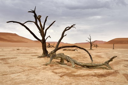 Namibia, Hardap region, Namib desert, Namib-Naukluft national park, Namib Sand Sea listed as World Heritage by UNESCO, Sossusvlei dunes, Dead Vlei, Camelthorn Acacia (Acacia erioloba) dead trees