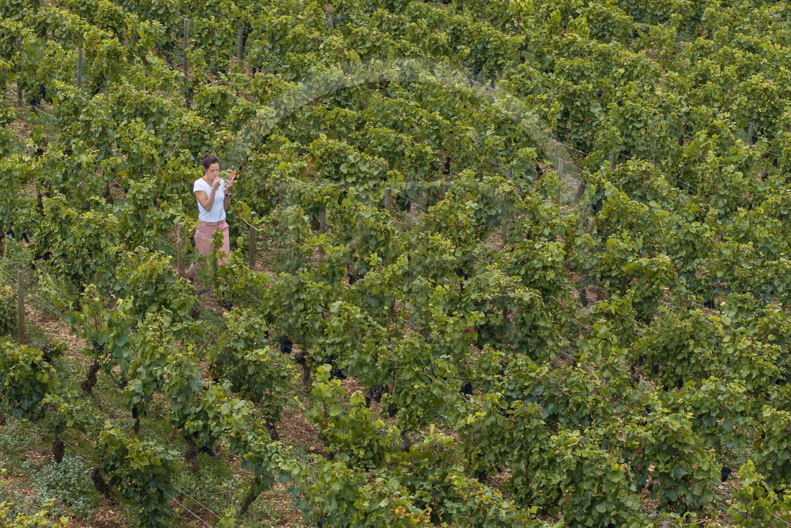 France, Côte-d'Or (21), les climats de Bourgogne classés Patrimoine Mondial de l'UNESCO, Côte de Beaune, Beaune, parcelle Les Grèves plantée en 1er cru de Beaune, la régisseur et vinificatrice des Hospices de Beaune Ludivine Griveau mesure le degré d'alcool du raisin avec son réfracteur, goûte la peau et la pulpe des grains, surveille les grappes et l’apex