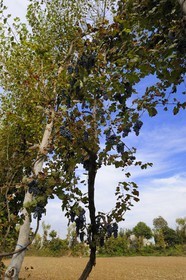 Portugal, Minho region, Guimaraes, rising vineyard on treestraditional of the region
