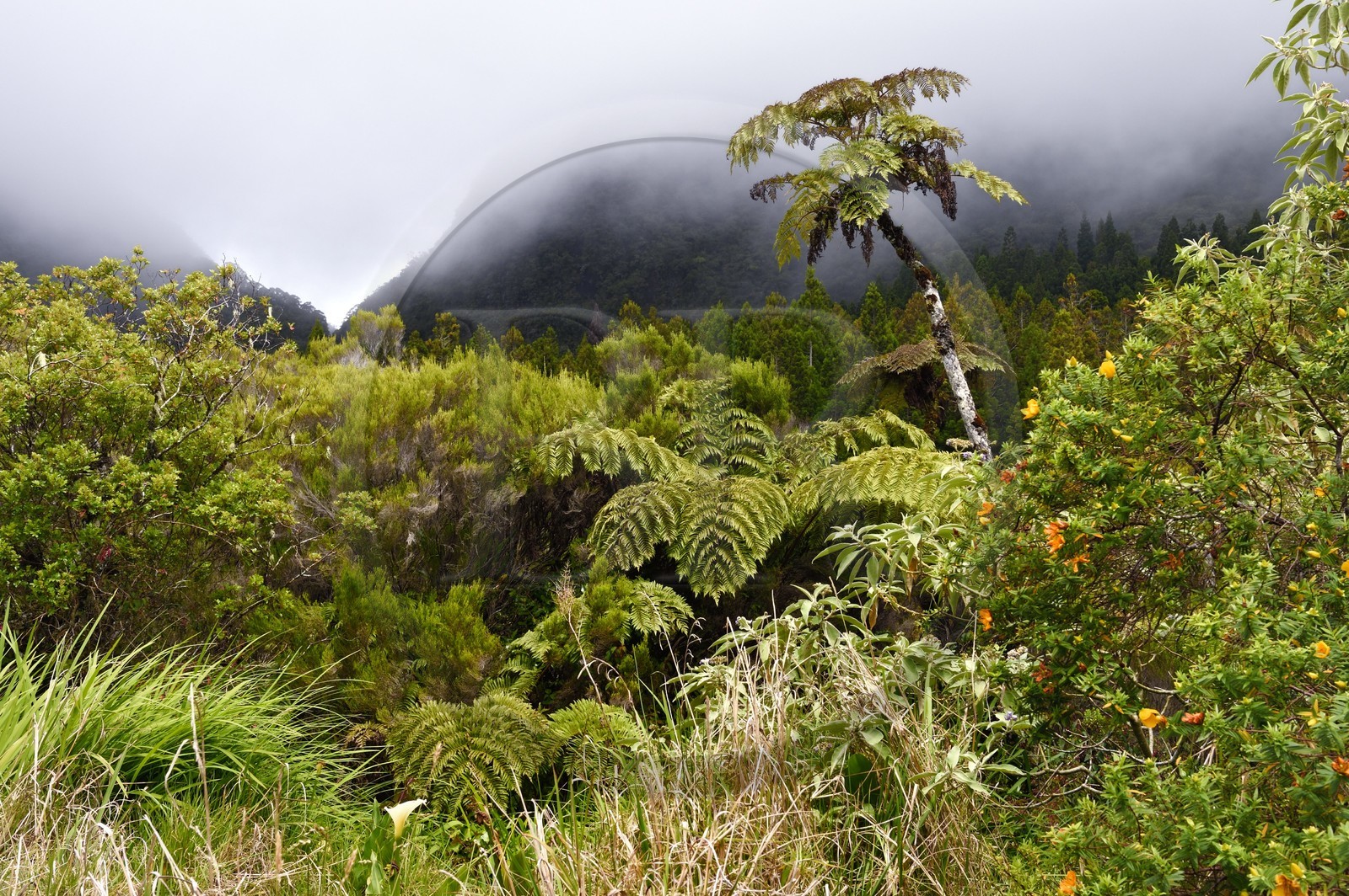 France, Ile de la Reunion, Parc National de la Réunion classé Patrimoine Mondial de l'UNESCO, La Plaine des Palmistes, forêt de Bébour, sentier de randonnée Bras Cabot, fougères arborescentes (Cyathea glauca)