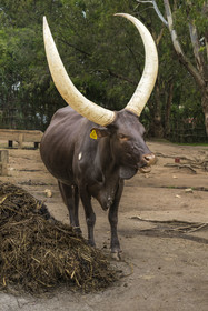 Rwanda, Province du Sud, Nyanza, musée du Palais royal Rukari, vaches royales à longues cornes appellée Inyambo ou watusi