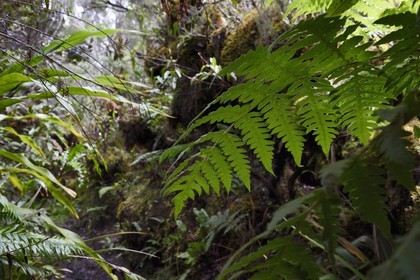 France, Ile de la Reunion, Saint Benoit, Parc national de La Reunion, classé Patrimoine Mondial de l'UNESCO, foret de Bébour, sentier de Bras Cabot