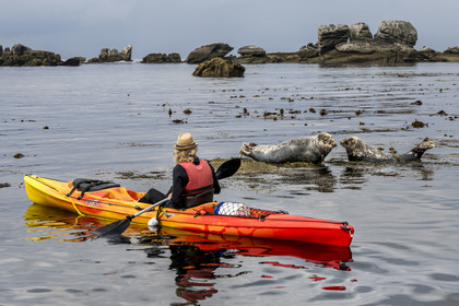 France, Finistère, Penmarch, Étocs archipelago, kayak trip from the Guilvinec Nautical Center to discover the gray seal (halichoerus grypus) in the rocks at low tide