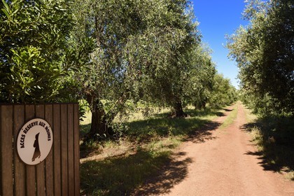 France, Alpes-Maritimes, Lerins Islands, Saint-Honorat island, olive grove whose entrance is reserved for monks