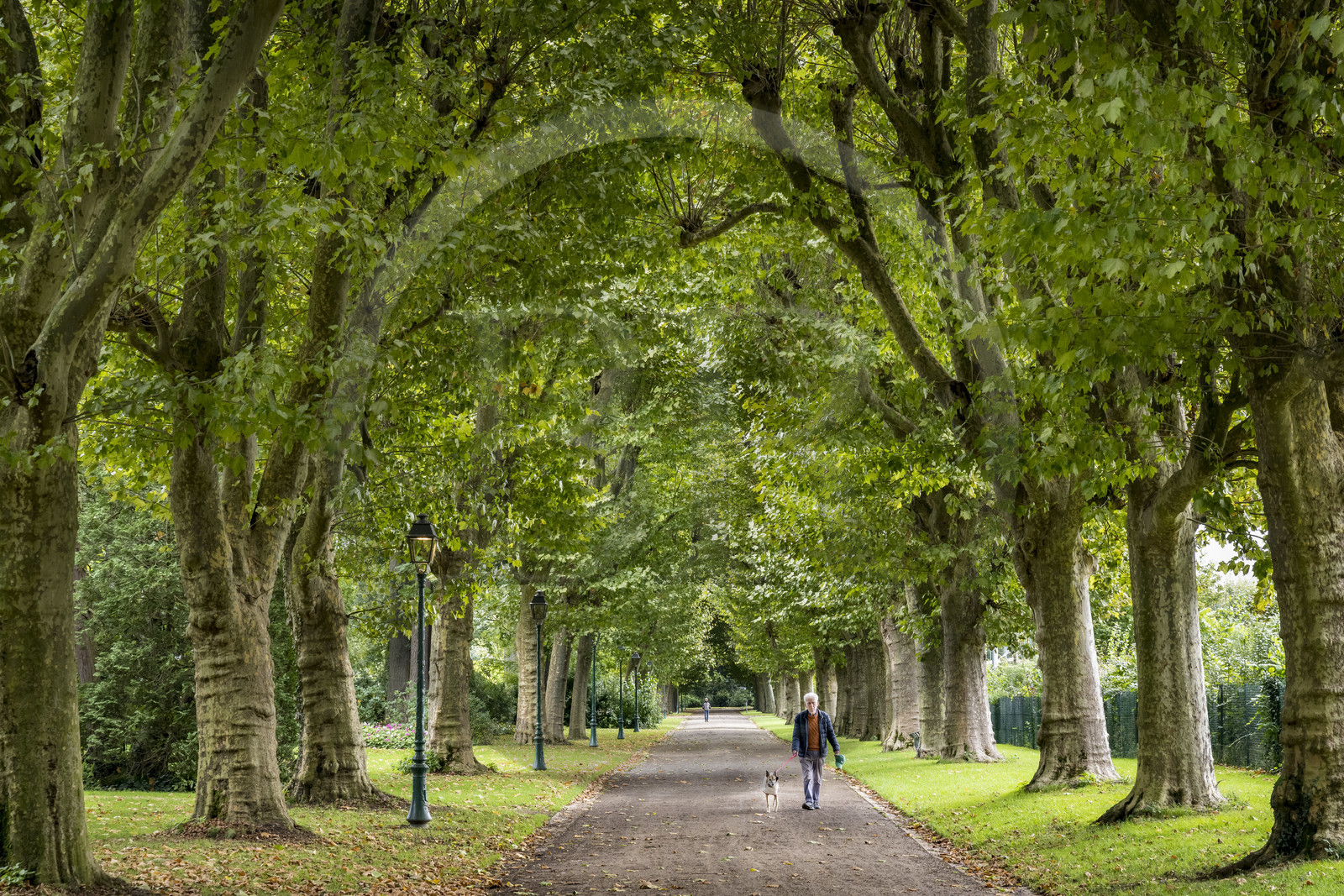 France, Yonne (89), Auxerre, allée couverte du parc de l'Arbre Sec