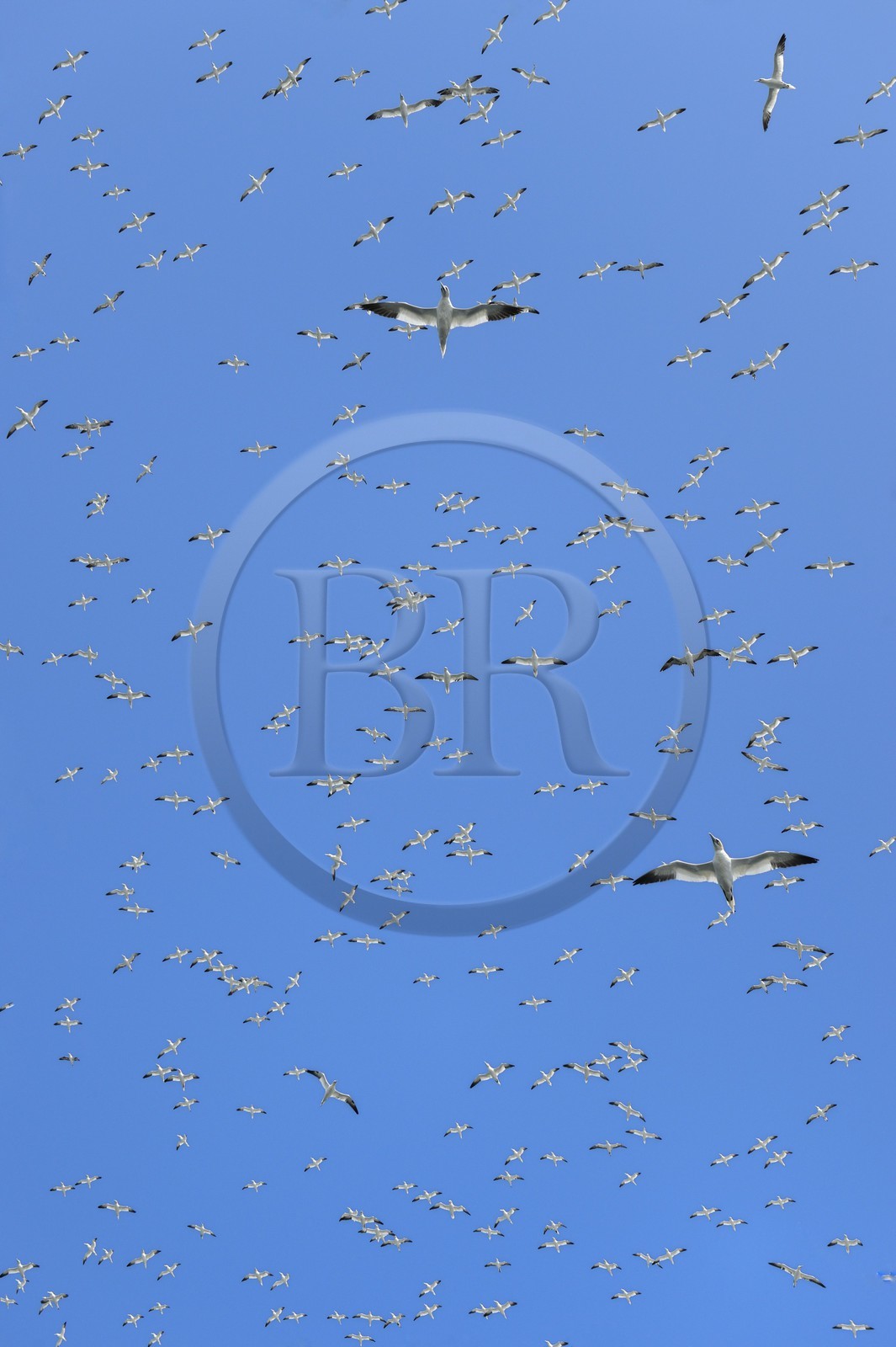 France, Côtes-d'Armor (22), Perros-Guirec, archipel et réserve ornithologique de Sept-Iles, Ile Rouzic, colonie de fous de Bassan (Morus bassanus), unique point de nidification en France pour plus de 20000 couples France, Côtes-d'Armor (22), Perros-Guirec, archipel et réserve ornithologique de Sept-Iles, Ile Rouzic, colonie de fous de Bassan (Morus bassanus), unique point de nidification en France pour plus de 20000 couples