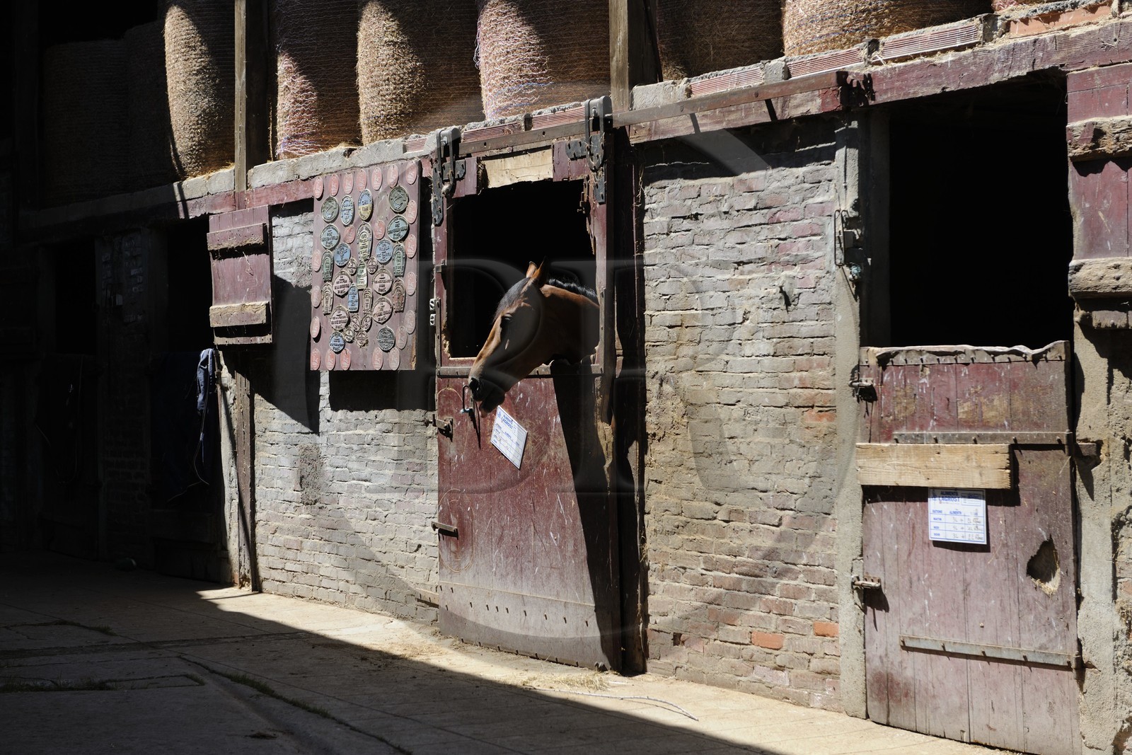 France, Saône et Loire (71), Cluny, l'élevage de Merzé, martinot.fr
