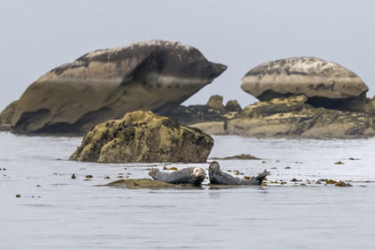 France, Finistère, Penmarch, Étocs archipelago, gray seal (halichoerus grypus)