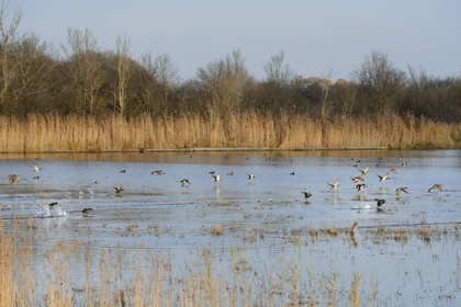 France, Indre, Berry, Parc Naturel Regional de la Brenne (Natural Regional Park of La Brenne), La Touche pond, ducks