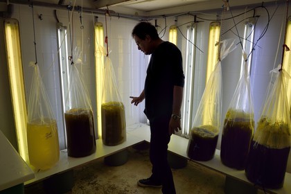 France, Var, Ile des Embiez, the Paul Ricard Oceanographic Institute, microalgae cultivation to feed the larvae