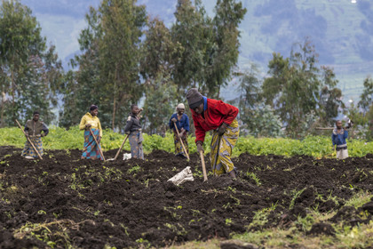 Rwanda, Province du Nord, District de Musanze (Ruhengeri), culture des champs sur les pentes volcaniques du mont Karisimbi dans les montagnes des Virunga en bordure du Parc national des Volcans où vivent les gorilles
