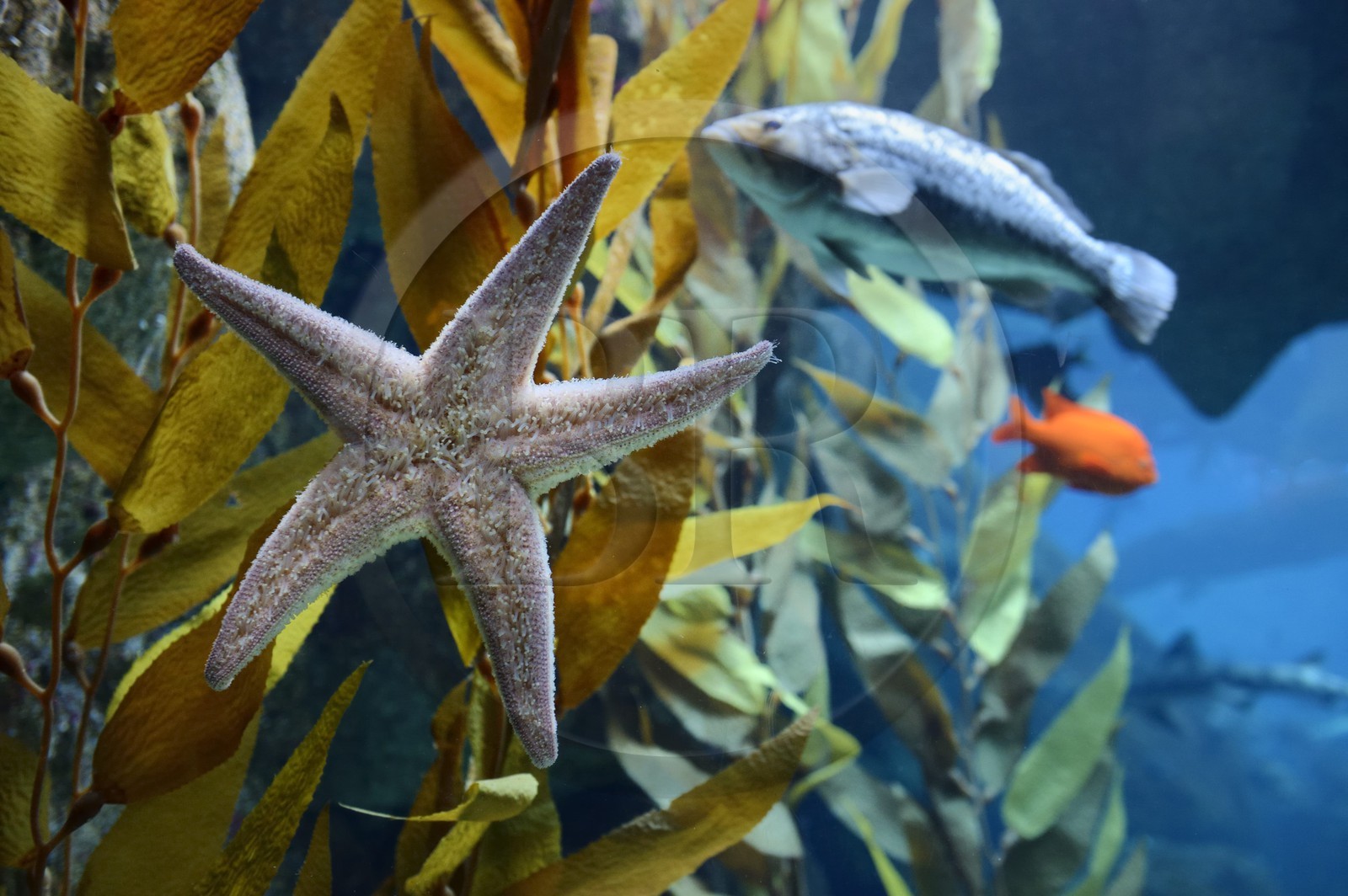 Portugal, Lisbonne, Parque das Nações (Parc des nations) construit pour l'exposition universelle de 1998, Oceanário (Oceanarium), aquarium, étoile de mer (Asteroidea)