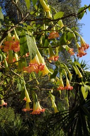 France, Alpes-Maritimes (06), Menton, le domaine de la Citronneraie créé par François Mazet et son jardin d'agrément dédié aux plantes tropicales, Brugmansia