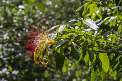 France, Guyane, Kourou, camp Maripas dans la forêt tropicale, fleur de Pachira aquatica ou Cacao-rivière en créole guyanais dans une crique, petite rivière, affluent du fleuve Kourou