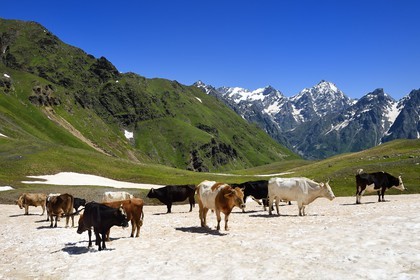 Georgia, Upper Svaneti (Zemo Svaneti), Mestia, herd of cow around the Koruldi Lake on the foothills of Mount Ushba