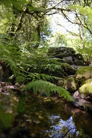France, Finistère (29), parc naturel régional d'Armorique, Monts d'Arrée, Brasparts, le conteur Claude Le Lann explique la mythologie locale, les phénomènes energétiques et la puissance tellurique de certains sites, comme ici devant une source druidique