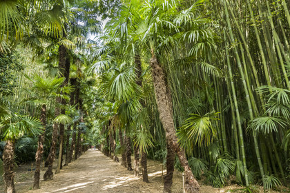 France, Gard, Generargues towards Anduze, Bambouseraie en Cévennes (Bamboo garden), bamboo forest