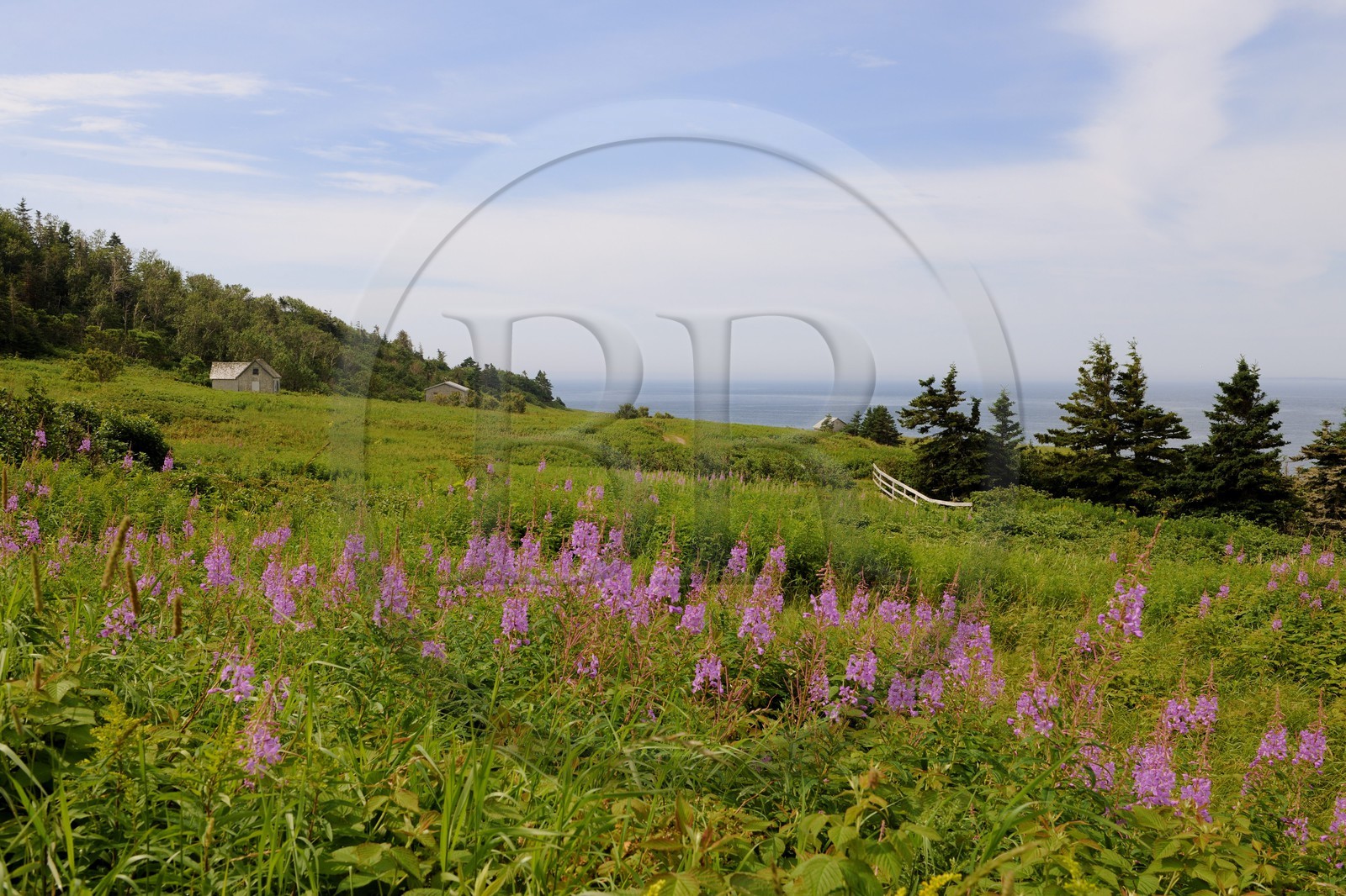 Canada, province de Québec, Gaspésie, île Bonaventure