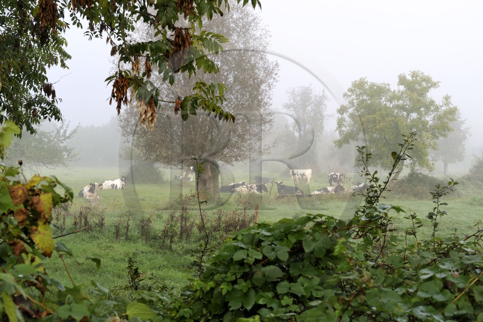 France, Seine-Maritime (76), Saint-Pierre de Magneville en bord de Seine, troupeau de vaches