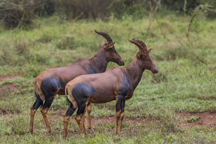 Rwanda, Parc national de l'Akagera, antilope Topi (Damaliscus korrigum)