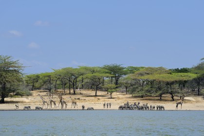 Tanzanie, Reserve de gibier de Selous une des plus grandes zones protégées au monde et inscrite sur la liste du patrimoine mondial de l’Unesco depuis 1982, girafes (Giraffa camelopardalis) et zèbres (Equus burchelli) en bordure d'un des lacs formées par la rivière Rufiji