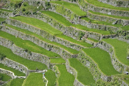 Philippines, Ifugao province, Banaue rice terraces around the village of Batad, listed as World Heritage by UNESCO