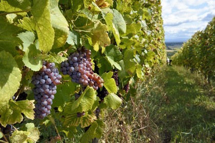 France, Haut Rhin, the Alsace Wine Route, Bergheim, Wine estate Marcel Deiss, wine grapes