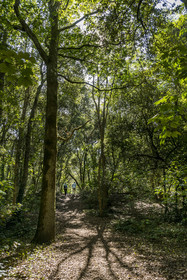 France, Loire-Atlantique (44), Saint-Brévin-Les-Pins, forêt de la Pierre Attelée