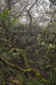 France, Ile de la Reunion, Le Tampon, forêt de Notre-Dame de la Paix en bordure de la Riviere des Remparts sur les pentes du volcan du Piton de la Fournaise