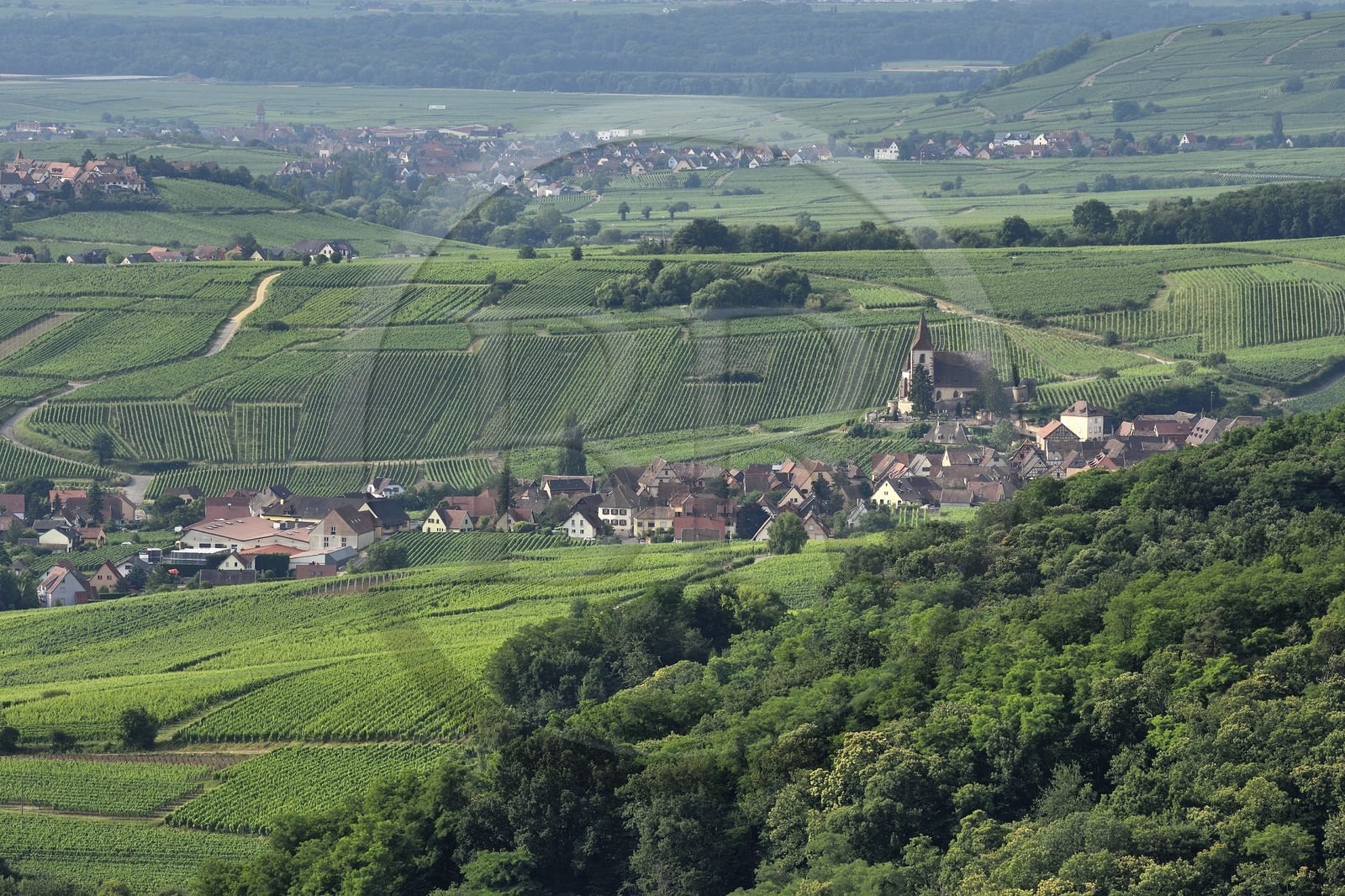 France, Haut-Rhin (68), Route des vins d'Alsace, Hunawihr, labellisé Les Plus Beaux Villages de France, église fortifiée Saint-Jacques-le-Majeur du XIVème siècle entourée de vignes