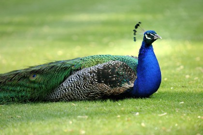 Royaume-Uni, Ecosse, région des Borders, vallée de la Tweed, château de Traquair House, un paon