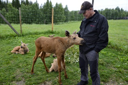 Sweden, Vasterbotten County, Umea region, Bjurholm, the Elk's House (Algens Hus), livestock, four weeks young elk