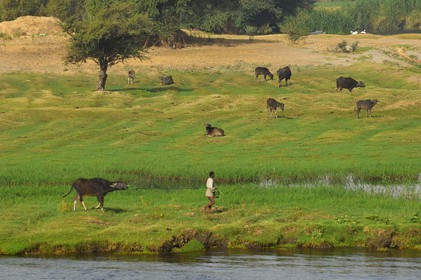 Egypt, Upper Egypt, Nile Valley, the Nile river between Kom Ombo and Aswan