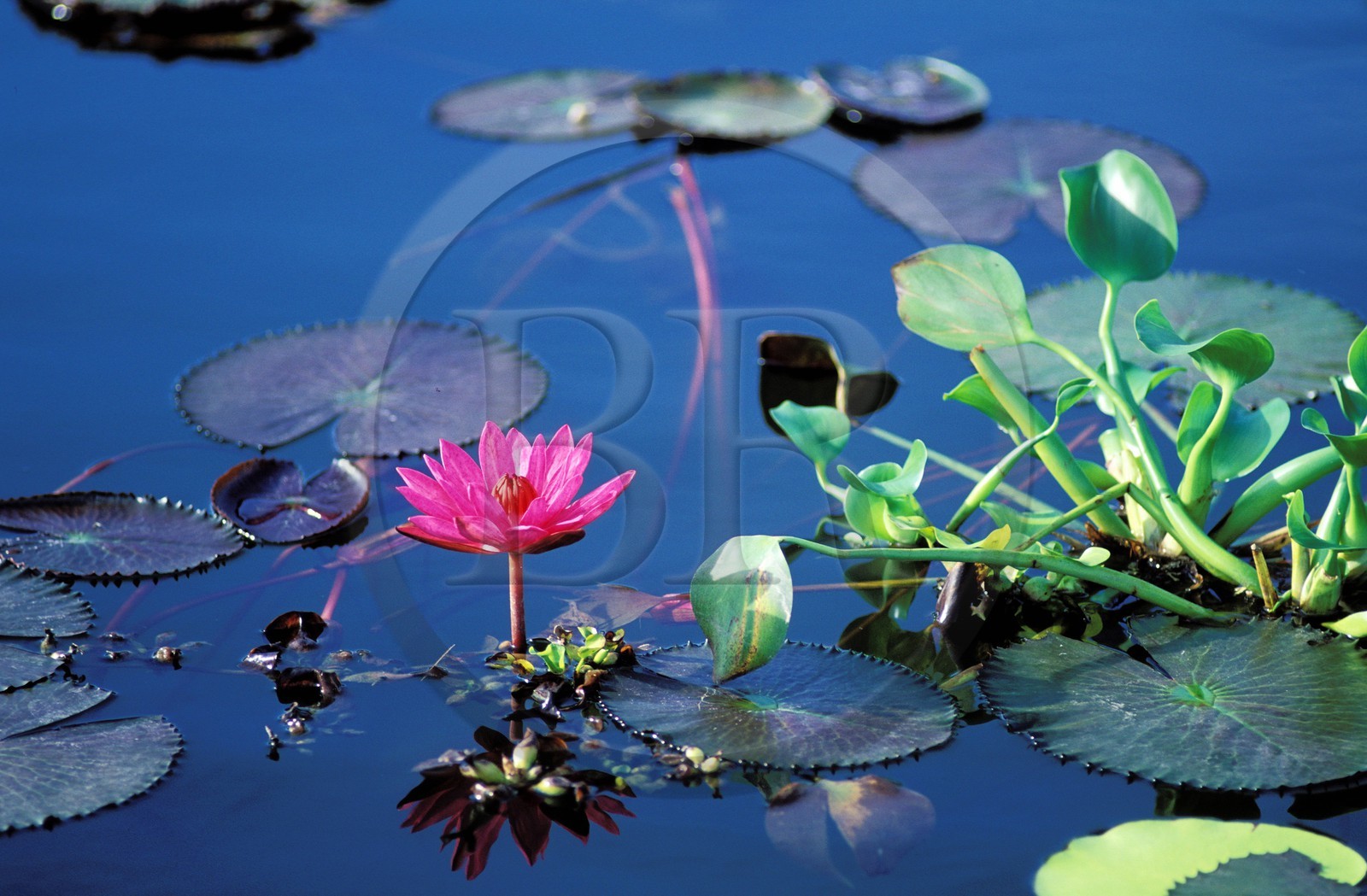 Philippines, île de Mindanao, Lac Sebu, fleur de Lotus